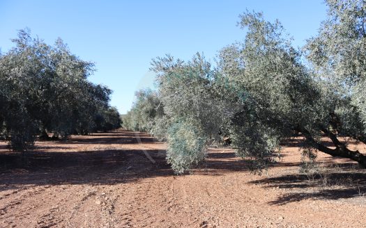 REF.25002 FINCA OLIVAR EN BENAMEJI