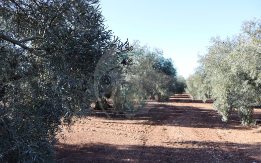 REF.25002 FINCA OLIVAR EN BENAMEJI