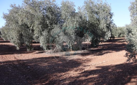 REF.25002 FINCA OLIVAR EN BENAMEJI