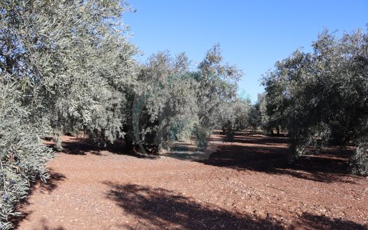 REF.25002 FINCA OLIVAR EN BENAMEJI