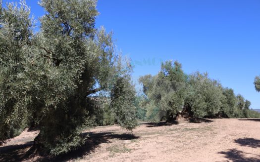 REF.LUC23016 FINCA OLIVAR ¡¡ NOVEDAD EN LUCENA !!