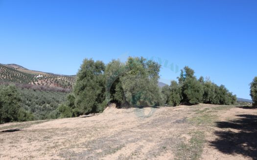 REF.LUC23016 FINCA OLIVAR ¡¡ NOVEDAD EN LUCENA !!