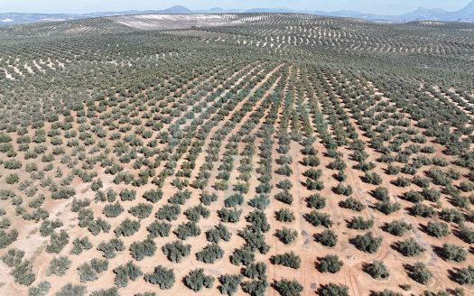 REF.25008 LOTE DE FINCA OLIVAR EN BENAMEJI