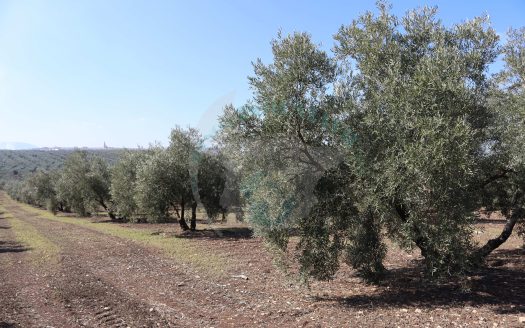 REF.25008 LOTE DE FINCA OLIVAR EN BENAMEJI