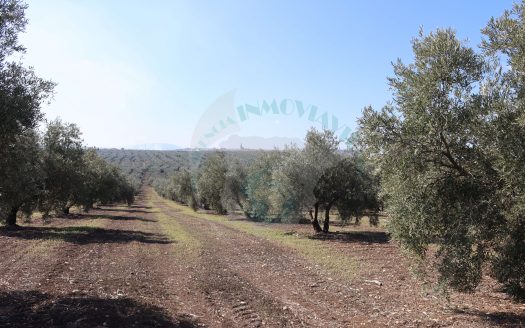 REF.25008 LOTE DE FINCA OLIVAR EN BENAMEJI