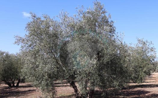 REF.25008 LOTE DE FINCA OLIVAR EN BENAMEJI
