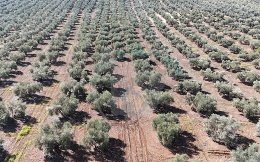REF.25008 VENTA OLIVAR DE SECANO HOJIBLANCO EN BENAMEJÍ – EXCELENTE INVERSIÓN AGRÍCOLA