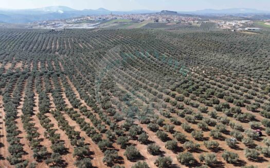 REF.25008 VENTA OLIVAR DE SECANO HOJIBLANCO EN BENAMEJÍ – EXCELENTE INVERSIÓN AGRÍCOLA