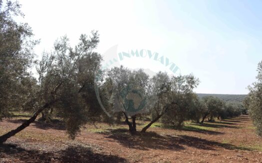 REF.25008 VENTA OLIVAR DE SECANO HOJIBLANCO EN BENAMEJÍ – EXCELENTE INVERSIÓN AGRÍCOLA
