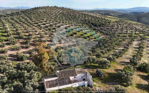 REF.26010 Olivar de secano con cortijo en Benamejí – Finca con gran potencial agrícola