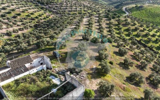 REF.26010 Olivar de secano con cortijo en Benamejí – Finca con gran potencial agrícola