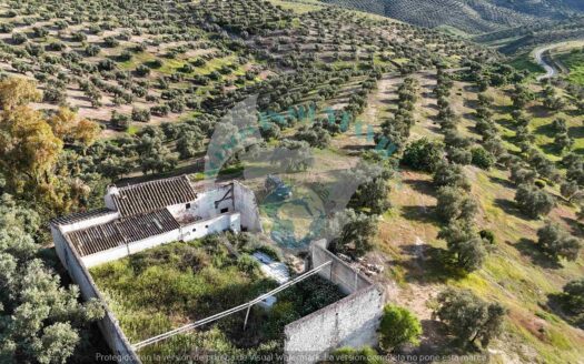 REF.26010 Olivar de secano con cortijo en Benamejí – Finca con gran potencial agrícola