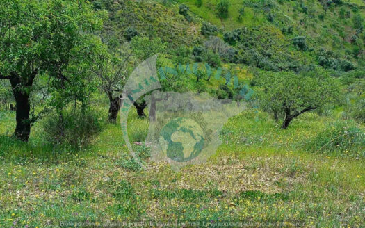 REF.CBJ26001 Venta de 2 parcelas rústicas en Casabermeja – 19.100 m² en entorno natural